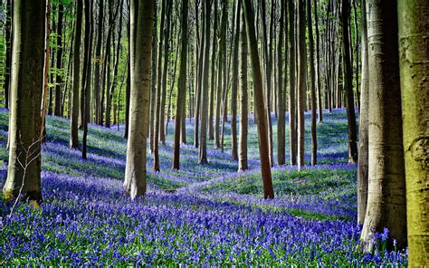 A Mesmerizing Flower Bloom Turns This Entire Forest Blue