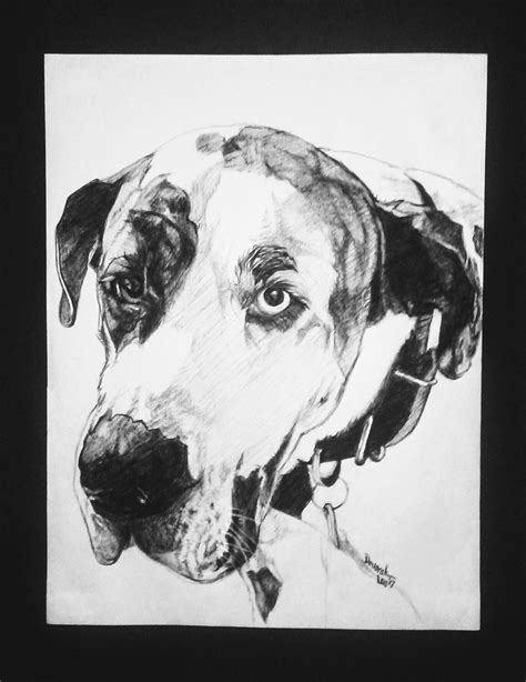 Charcoal Pet Portrait Realistic Drawingillustration For Sale By