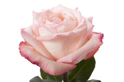роза Joyce Pink Garden Flowers Rose