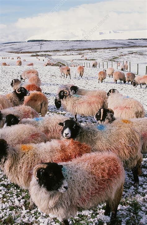 Sheep In Snow Stock Image C0257675 Science Photo Library