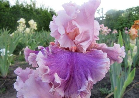 Iris Seeds 100 Pink Perennial Garden Flower Gorgeous Cut Etsy
