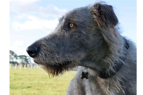 Irish Wolfhound The Complete Guide To The Irish Gentle Giant