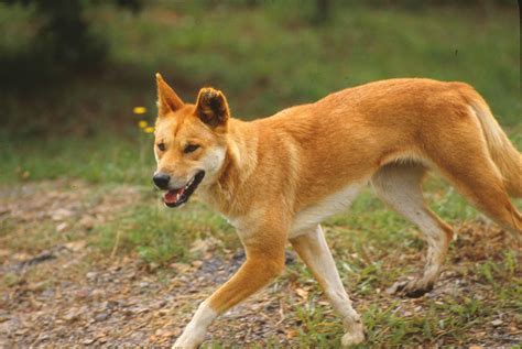 Dingo Lady The Truth About Dingoes 14 Culling Dingoes