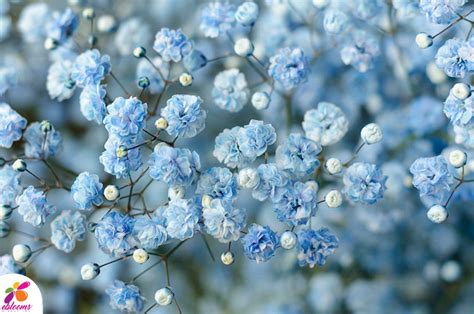 The Beauty Of Babys Breath Delicate White Blooms That Captivate The Heart