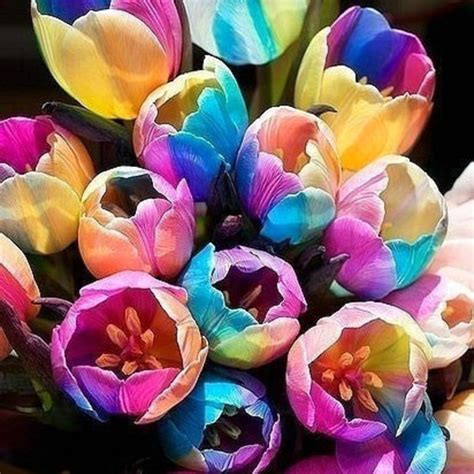 5pcs Rare Rainbow Tulip Bulbs Seeds Beautiful Flower Seeds Garden Plant