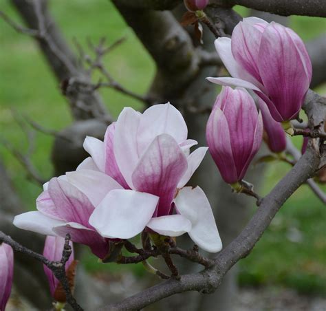 Saucer Magnolia Umass Amherst Greenhouse Crops And Floriculture Program