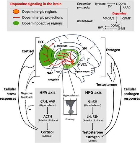 Dopamine Signaling In The Brain And The Production Of Glucocorticoid