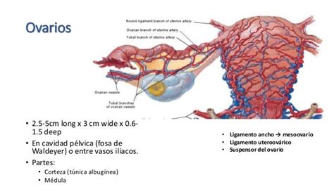 Anatomía De Genitales Internos Femeninos