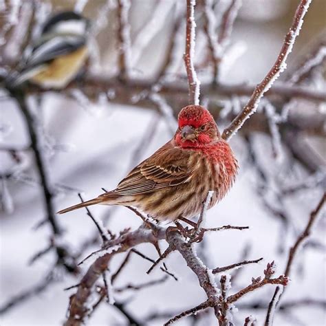 House Finches And Purple Finches How To Tell The Difference Birds