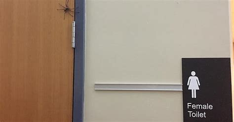 Small Australian Spider Imgur