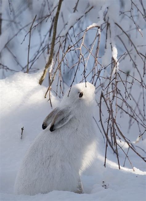 Lovely Snow Bunny From Tumblr Bunny Rabbits Pinterest