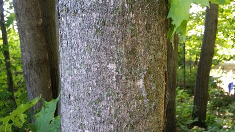 Mature Sugar Maple Tree Bark Facts About Sugar Maple Trees