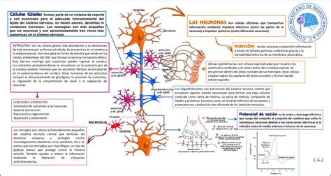 Estructura Y Funciones De La Neurona Abc Fichas Images Riset