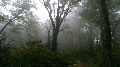 1920x1080 1920x1080 Forest Fog Path Tree Coolwallpapersme