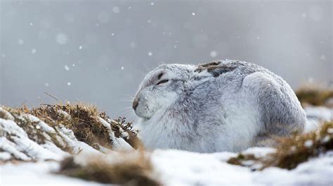 Snow Hare Bing Wallpaper Download
