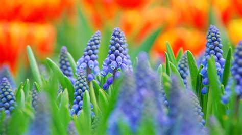 muscari blue flowers blurred photography 2560x1600