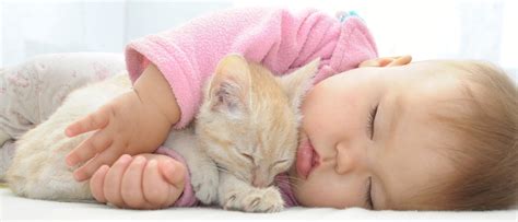 Gatos Y Bebés ¿es Una Buena Combinación Bekia Mascotas
