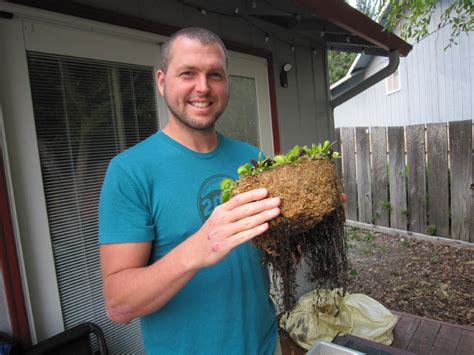 Flytraps, like all plants, get their food from the. Potting, Re-Potting, and Transplanting Venus flytraps ...