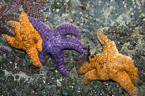Ochre Sea Stars Photograph By Georgette Douwma Fine Art America