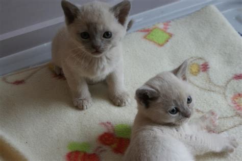 23 Burmese Kitten Pictures Furry Kittens