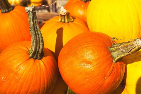 Fall Pumpkins Vegetables Free Photo On Pixabay Pixabay
