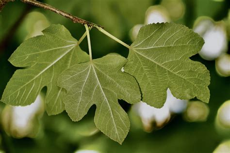 Adam And Eve Fig Leaves