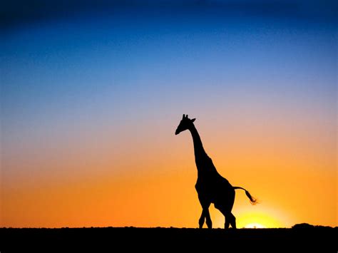 sunset nature animals africa giraffes botswana 2560x1920 wallpaper High ...
