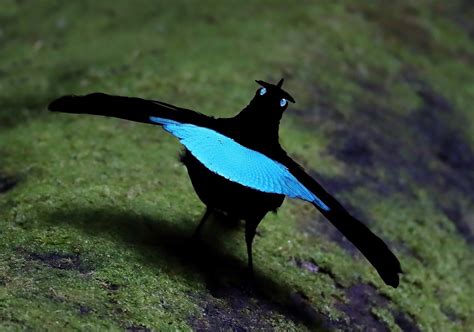 Vogelkop Superb Bird Of Paradise Lophorina Niedda Go Papua New Guinea