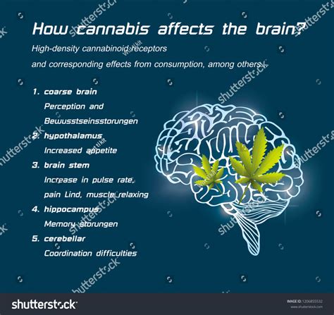 How Cannabis Affects Brain Highdensity Cannabinoid Vector De Stock