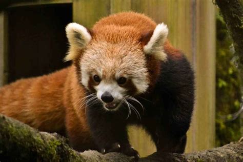The Elusive Red Panda At Darjeeling Zoo Tripoto
