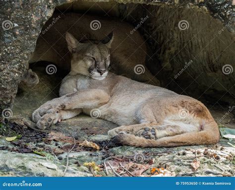 Mountain Lion Sleeping Stock Photo Image Of Fierce Nature 75953650
