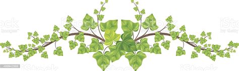 Green Ivy Vine Border Stock Vector Art 450942503 Istock