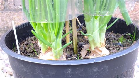 Grow Shallots Or Green Onions In Pots In Your Yard Or On A Patio