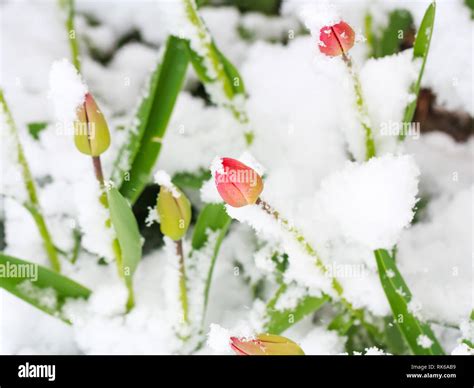 Snow Covered Tulip Flowers Due To Weather Anomaly Stock Photo Alamy