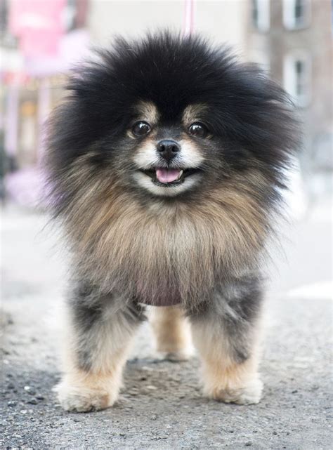 Electric clippers can be used to gently shave off smaller mats close to the skin. Tip: Keep up with your pet's grooming. Matted hair not ...