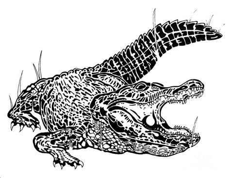 Alligator Ink Drawing By Jack Norton