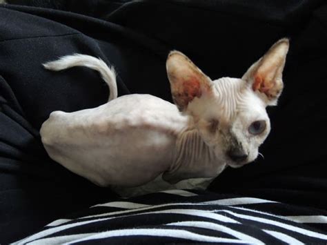 40 Best Photos Sphynx Cat Adoption Chicago Hairless Cat Adoption