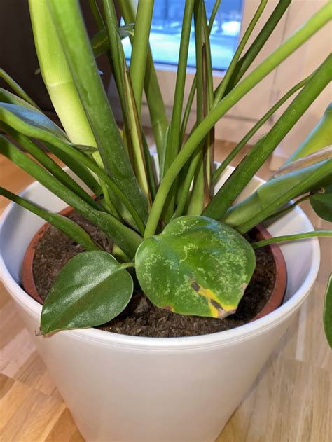 The two most common reasons for brown spots on monstera are if your plant has brown spots on the leaves, which are surrounded a yellow halo around the brown spot, this is a classic symptom of. houseplants - Monstera brown spot in leaves - Gardening ...