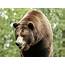 Scientists Predict Expansion Of US Grizzly Bear Habitat  The Blade