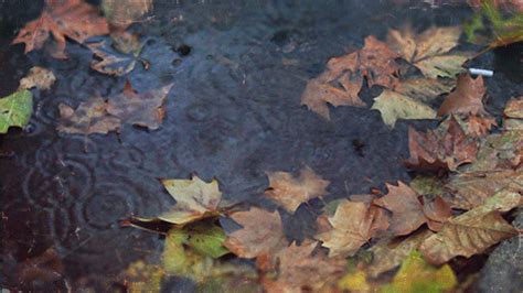 Autumn Rain Pictures Photos And Images For Facebook Tumblr