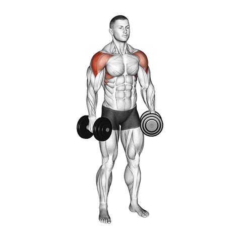 Dumbbell Lateral Raises How To Do Properly Muscles Worked