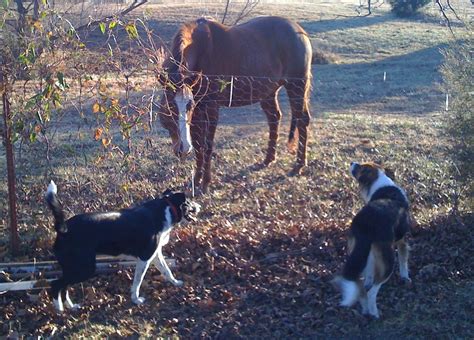 Horse And Border Collies The Dogs Freckles And Shala