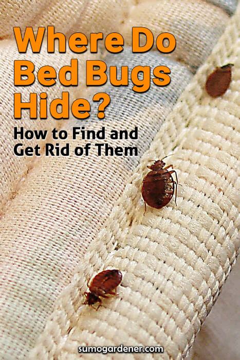 Where Do Bed Bugs Hide How To Find And Get Rid Of Them Sumo Gardener