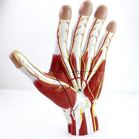Buy Education Model Of Human Hand Model Of Anatomy Of The Hand With