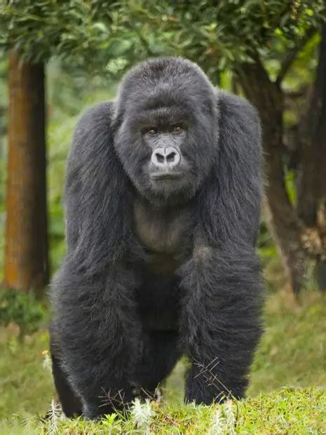 Qual é A Força De Um Gorila Mais Forte Que O Homem Mundo Ecologia