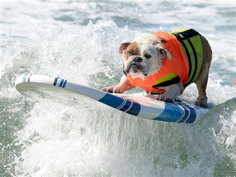 These Dogs Are Surfing In California And They Look As If They Know