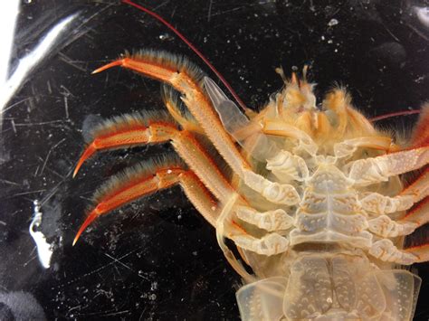 Crustaceans Notes From A California Naturalist