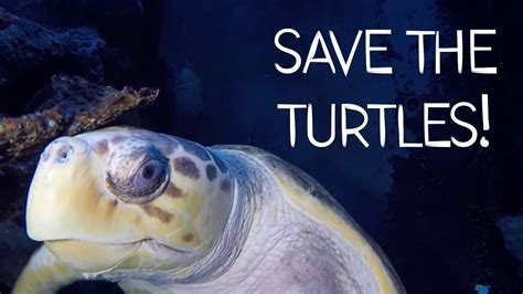 Petition · Save The Turtles ·