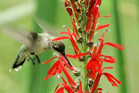 What Attracts Hummingbirds Ng