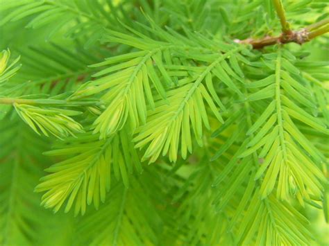 New Leaves On A Bald Cypress Tree Delicate And A Lovely Color This